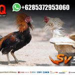 Download Software Sabung Ayam SV388