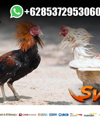 Download Software Sabung Ayam SV388