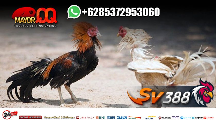 Download Software Sabung Ayam SV388