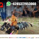 Sabung Ayam Live Pisau SV388 Nomor 1 di Asia