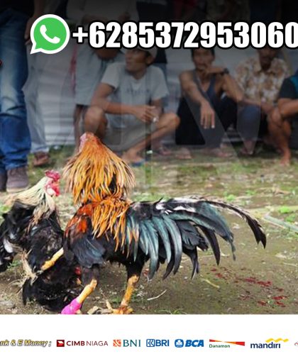 Sabung Ayam Live Pisau SV388 Nomor 1 di Asia
