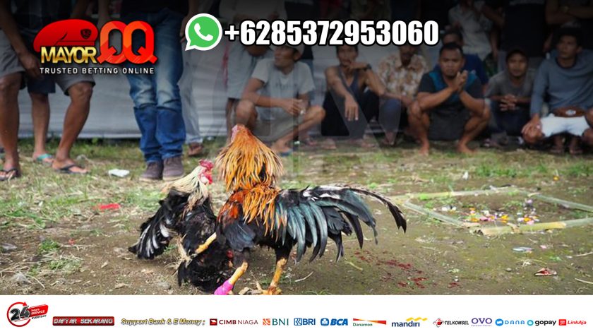 Sabung Ayam Live Pisau SV388 Nomor 1 di Asia