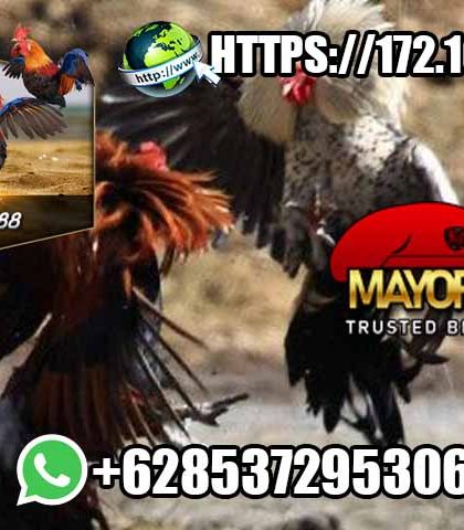 MayorQQ Situs Agen Sabung Ayam Terpercaya