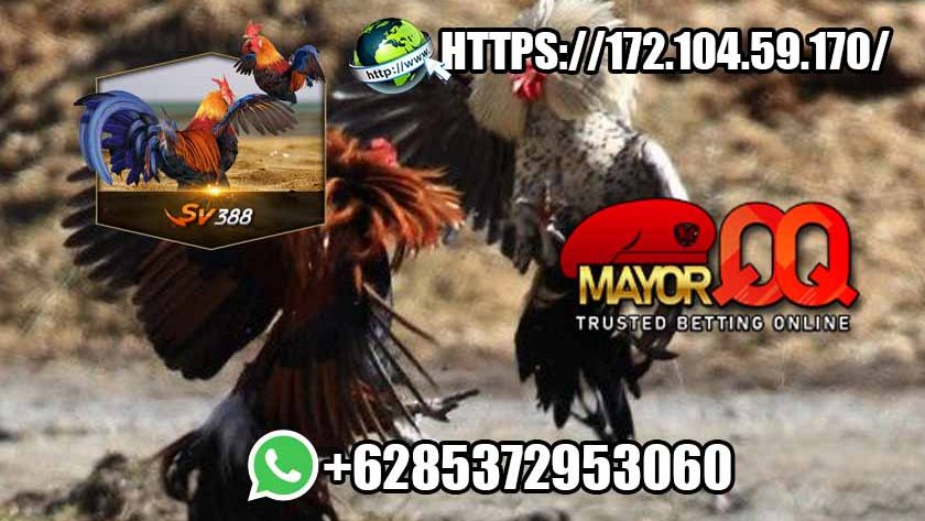 MayorQQ Situs Agen Sabung Ayam Terpercaya