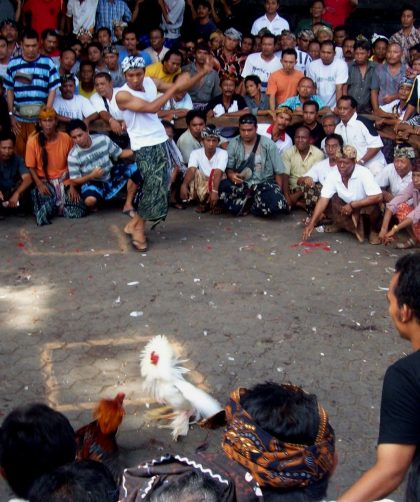 SV388 Provider Sabung Ayam Online Terbaik