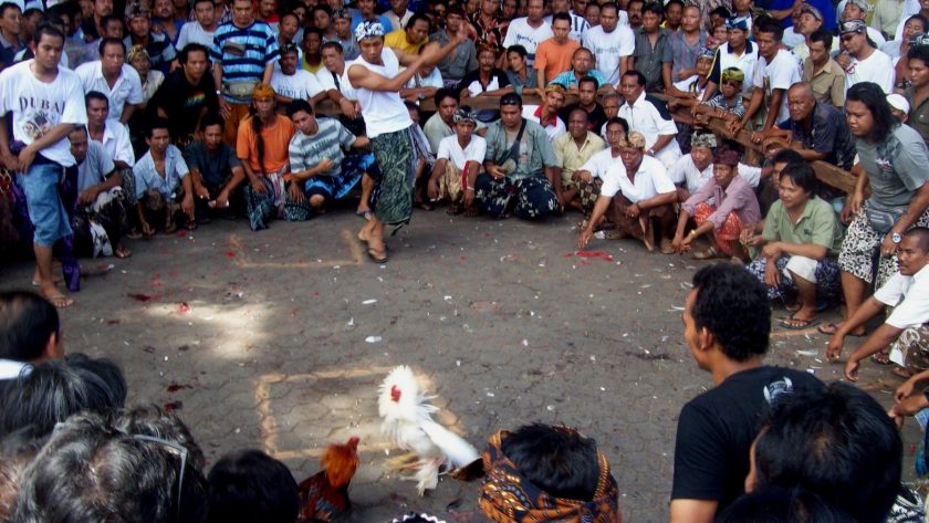 SV388 Provider Sabung Ayam Online Terbaik