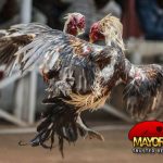 CARA TERBAIK MENANG JUDI Sabung Ayam sv388 ONLINE