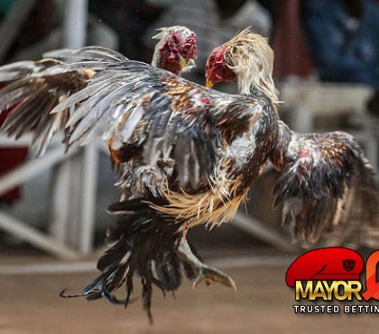 CARA TERBAIK MENANG JUDI Sabung Ayam sv388 ONLINE