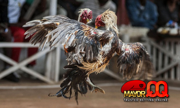 CARA TERBAIK MENANG JUDI Sabung Ayam sv388 ONLINE