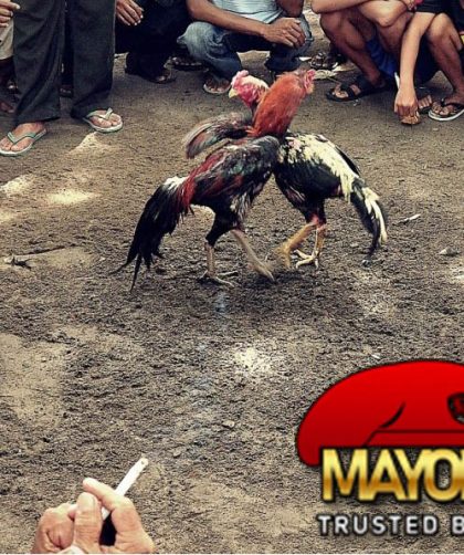 Tips Dari Main Sabung Ayam Online